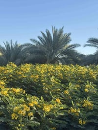 نفضيات • مشتل الرياحين • حله - رارنجيه