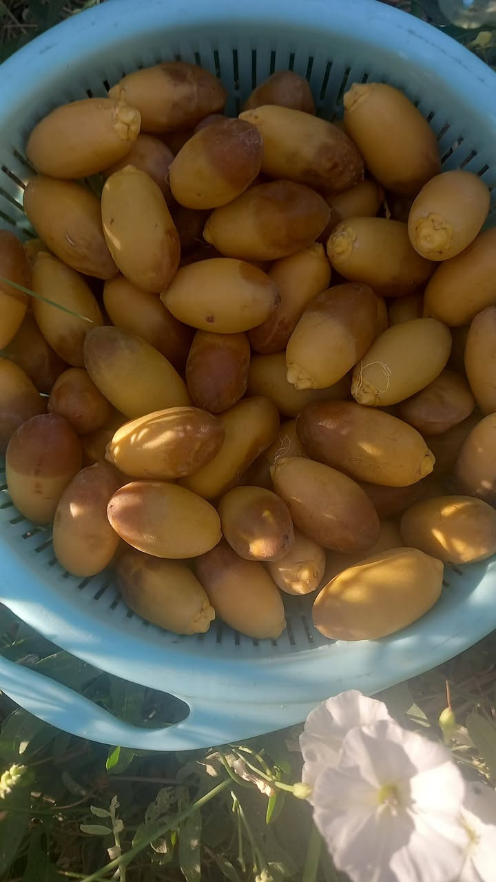 بسم الله وعلى بركه الله والله خير الرازقين السلام عليكم تمر استعمران حوي اليوم الكيلو ب ١٠ مكاني فلكه الماجديه  قرب مؤسسة عشاق الحسين   #ملاحظه تخابرني   واجيبهن الك  على الاتصال ومتوفر واتس *********** متوفر توصيل مناطق ميسان فقط
