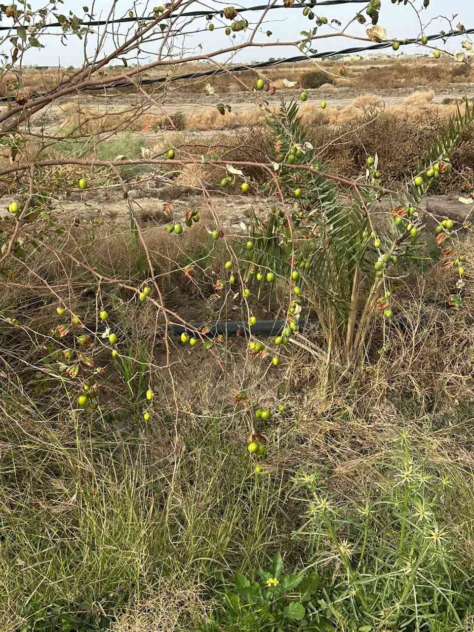 السلام عليكم
دونم زراعي للبيع بي نخل ونبك وكالبتوز متوفر كهرباء وماي اساله وماي سكي صيف وشتا ماينكطع كاعه زراعيه حلوه طريق المشايه قرب صيطره سعره ٢١ وبي مجال بصيط *********** 
*********** مكلف بنشر
