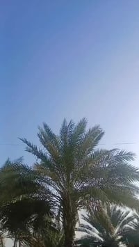 ستاركس • كفاله عامه • مكينة وكير