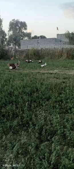 مزرعه للبيع 3 ونص دونم قرار 117 المزرعه مخدومة كافت الخدمات وكافت الأشجار المثمرة نخل مع حمضيات عنب وزيتون ورمان امريكي مشمش تفاح عرموط تين اصفر تين اسود بني مسلم كهرباء محولة ام 400 انارة شارع مدارس متوسطة وابتدائية مستوصف سوك قريب عليها ماء سقي نهر مع بئر مع ماء اسالة مع تبليط السعر عند الاتصال بالرقم *********** العنوان بغداد المعامل الحسينية منطقة السعاده حي الكرار بغداد
