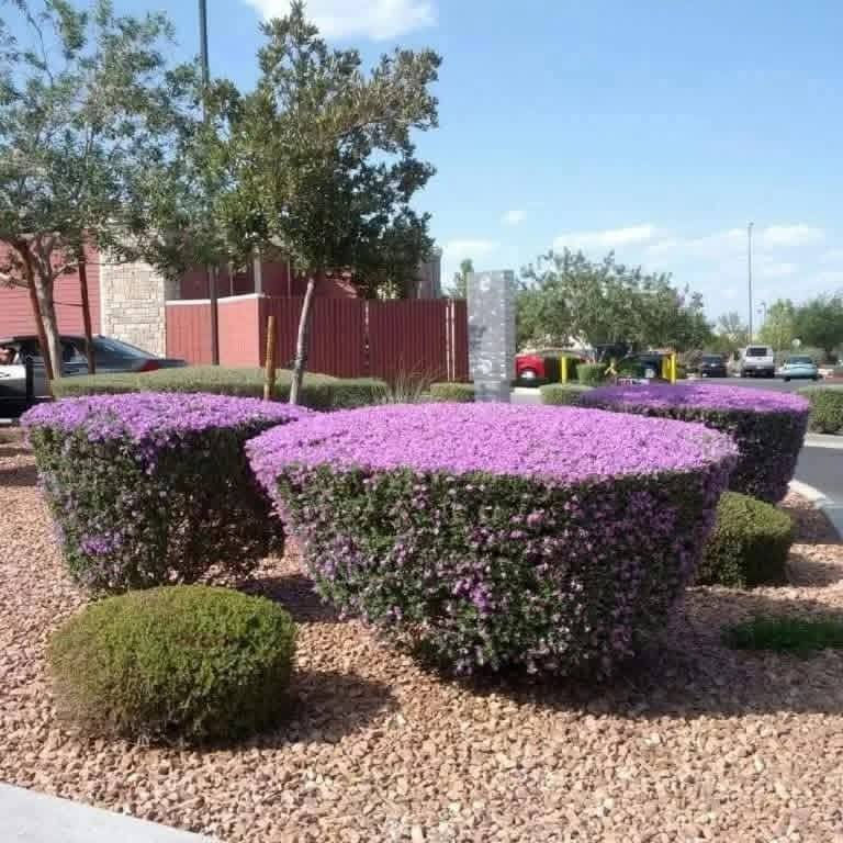 السلام عليكم متابعينا 🤍.
بمناسبة الموسم الربيعي نعلن عن توفر وجبة جديده من نبات حارس تكساس  💜🪻

بأرتفاع ٥٠ سم تقريباً ✨🩷
 السعر ٩ الف 💛

الوصف النباتي بالاسفل.
نبات حارس تكساس 
نبات ليكوفليوم
او يسمى حارس تكساس نبات شجيري كثيف أوراقه رمادية اللون وموطنه المكسيك وولاية تكساس. ويصل ارتفاعه إلى نحو 2.5 م وعرضه نحو ذلك. والأوراق ناعمة تعطي للنبات شكله المتماسك، وأحياناً تغطي الأزهار ذات الألوان البنفسجية و الوردية كامل النبات وهو ما يعطي للنبات لوناً فاتحاً بهيجاً في الربيع ورائحة مميزة في فصل الصيف.
ويحتاج نبات ليكوفليوم إلى ضوء الشمس المباشر ☀️☀️والحرارة الشديدة🥵🥵. أما في الظل فيكون نموه غير منتظم الشكل. والنبات شديد التحمل للجفاف🥵🥵 ويجود نموه في الترب جيدة الصرف والقلوية والرملية التي قد تكون فقيرة أو حصوية. والنبات يتحمل الصقيع🥶🥶، ويحتاج إلى الري المعتدل، أو الغزير أحياناً في فصل الصيف، مع مراعاة تجنب الري الغدق. ويكون التكاثر بالعقل. وعادة لا يصاب النبات بالآفات
وهذا النبات متأقلم مع الظروف الصحراوية، وأول ما أدخل إلى المناطق السكنية في الرياض كان في أوائل الثمانينيات من القرن الماضي  حيث لوحظ أيضاً إمكانية قصه على هيئة سياج وأشكال جمالية. ويصلح لأن يكون نباتاً مميزاً يعطي تبايناً في الألوان مع النباتات الأشد منه خضرة، ومتطلبات الرعاية منخفضة، لكن التقليم يجعل المجموع الخضري للنبات كثيفاً.
الموطن: البحر المتوسط , شبه الاستوائية , شبه البحرالمتوسط , معتدلة
الرطوبة: شبه قاحلة , قاحلة جداً
الإكثار: التعقيل , زراعة البذور و نقل الشتلات
الرعاية: منخفص
الظروف البيئية
البيئة الحضرية: مقاوم
الجفاف: مقاوم
البيئة الغدقة: حساس
الري: منخفض
درجة الملوحة: متوسطة < 3000 جزء بالمليون
تحمل الصقيع: -15 مْ
النمو: معدّل نمو اعتيادي
الإرتفاع: من 1.5 الى 2.5 م
التمدد: من 1.5 الى 2 م
طبيعة الأوراق: دائم الخضرة
ازهاره اللون: أرجواني
الحجم: من 2 الى 3 سم
موعد الإزهار: من مطلع مارس حتى نهاية يونيو
موقع الإستخدام :
الأماكن العامة المفتوحة , منطقة مشاة , تشجير الشوارع , الريف , حديقة صخرية , تشجير التلال , استقرار التلال , تشجير المتنزهات , حديقة السهوب , حديقة خاصة , حديقة معلقة ممتدة , زراعة بستان , سياج زهري , سياج منخفض الارتفاع , مزرعة صغيرة في وادي ,

📍 متوفر توصيل لجميع محافظات العراق 🚗🚗 
📍 للحجز والاستفسار يرجى مراسله الصفحه او مراسلتنا على واتساب من خلال الرقم:
***********
