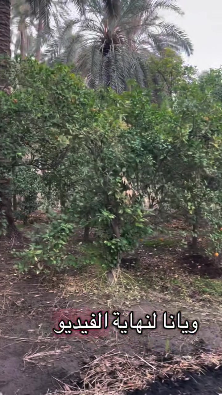 اعلان بستان للبيع 
مساحة دونمين ونصف 
بستان مثمر يحتوي على ١٠٠ 🌴 من النخيل الملون وحمضيات بكافة أنواعها
يحتوي على دار 🏠 سكن ومضيف 
متوفر كافة الخدمات 
💧 ماء اساله وكهرباء وتبليط وحصة ماء سقي يبعد عن جسر الصويرة مسافة ٢ كم تقريبا للاستفسار يرجى التواصل على الرقم 
***********
