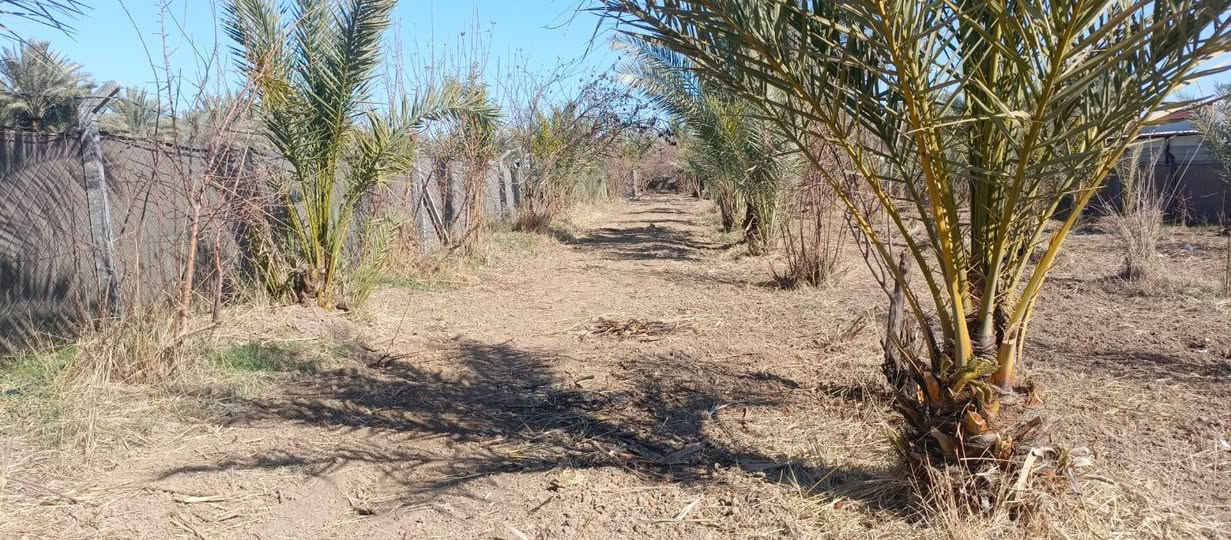 بستان صغيرة 500 متر للبيع طابو زراعي سند 25 تتوفر فيها جميع الخدمات ماء اساله وماء سقي وكهرباء ومسيج بالكامل الواجهه 25 متر والنزال 20 متر العنوان بغداد ناحيه الراشديه السعر 35 مليون وقابله للتفاوض للاستفسار الاتصال على الرقم *********** مكتب العبيدي للعقار
