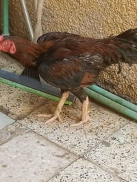 دجاجة • ديج • هراتيات