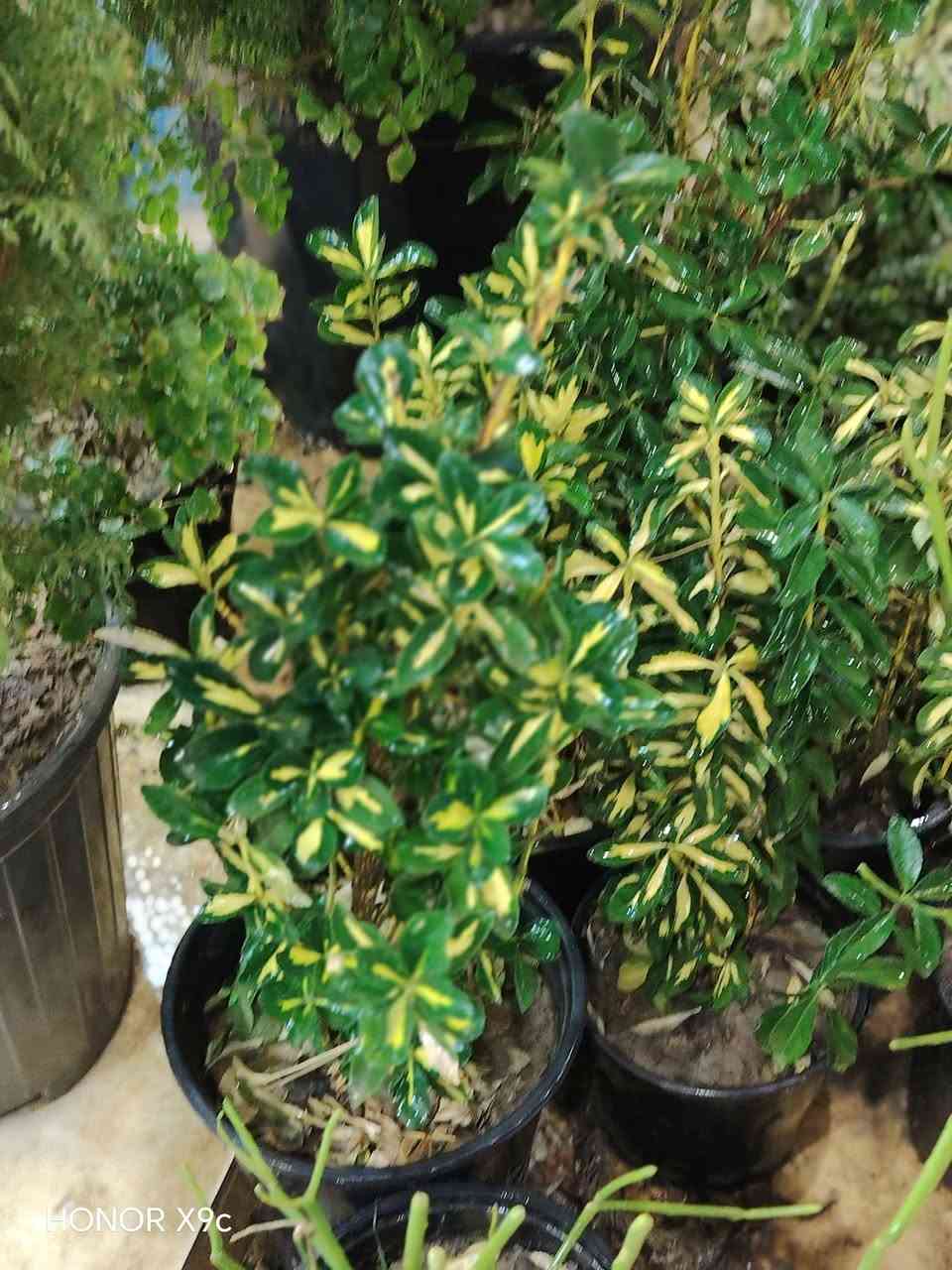 بۆفرۆشتن گەیاندن هەیە


**إذا كنت صاحب هذا الإعلان وتريد حذفه لأي سبب، رجاءا أرسل رسالة إلى الدعم الفني**