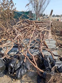 أشجار عنب • كشمش بدون فرصم • القائم حصيبة