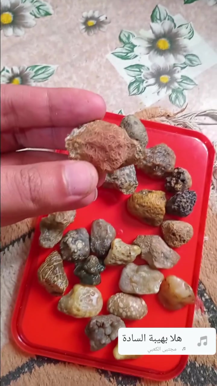 سلام عليكم 23 حجرة ملاكط وقديمات عقيق وزوعة حيه سلماني انواع هواي سعرهن 30 الف مكاني بصرة مركز


**إذا كنت صاحب هذا الإعلان وتريد حذفه لأي سبب، رجاءا أرسل رسالة إلى الدعم الفني**