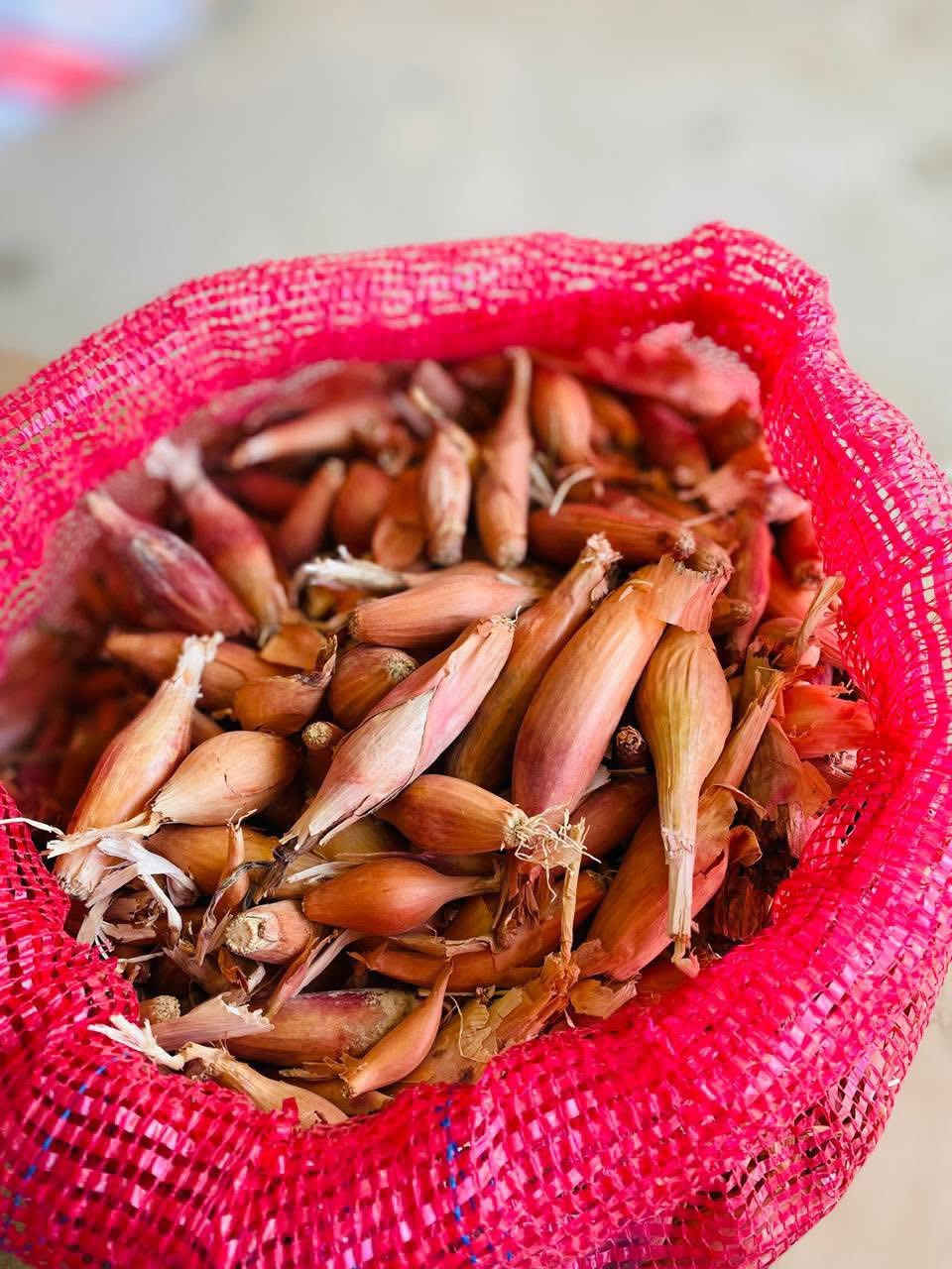 من القسم الزراعي - مكتب الريف الزراعي الفني
يعلن المكتب عن وصول وجبة جديدة من المحاصيل والبذور 

🧅 البصل (بأنواعه) فسقة 
• بصل بعشيقة: 1,000 دينار / للكيلو.
• بصل أحمر حار: 1,000 دينار / للكيلو.

🌽 البذور والحبوب
• بذور ذرة عربية: 1,000 دينار / للكيلو.
• شعير صيفي (شركة الجوهرة): 6,000 دينار / للكيلو (نخب أول/بشرط الفحص).

🌱 الجت 
• جت عراقي: 10,000 دينار / للكيلو.
• جت مصري (بزارة عراقية): 12,000 دينار / للكيلو.

📍 الموقع والعنوان
محافظة صلاح الدين – قضاء العلم – بالقرب من سيطرة 14.


**إذا كنت صاحب هذا الإعلان وتريد حذفه لأي سبب، رجاءا أرسل رسالة إلى الدعم الفني**