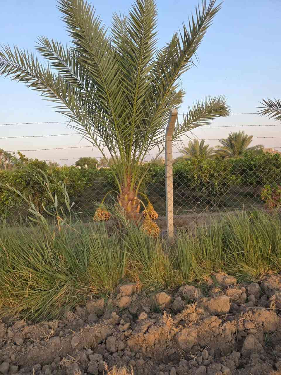 بيع مستعجل مزرعه للبيع 3 دونم  طابو 25  تحويل مباشر  في الفلوجه الشهابي مقاطعه 13 خلف مجمع الماسه قريبه ع توزيع الفلوجه الجديده ع النهر مباشر عرض المزرعه 75 والطول 100  تحتوي ع 50 نخله متعدد الاصناف  سعر الدونم الواحد 31 وبيها مجال
للاستفسار واتساب فقط او ماسنجر 
***********
