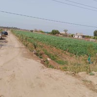 طابو • ٤ دونم • شاطيه