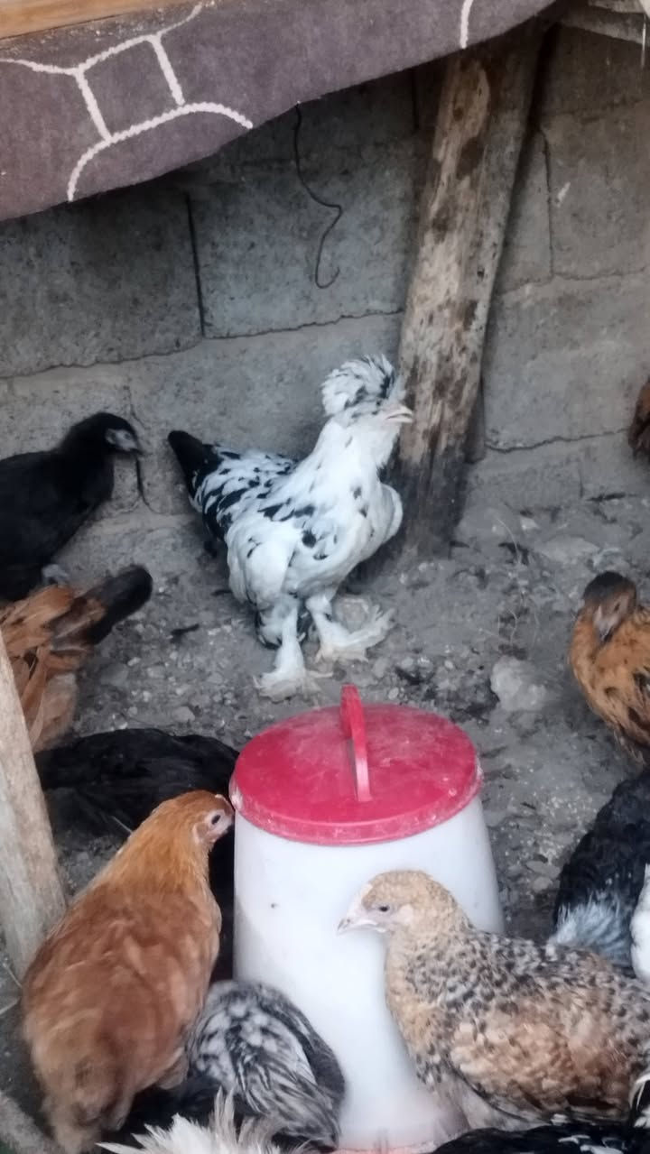 للبيع الزوج ٢٥الف
عنوان بغداد حي الجهاد الديوان 
***********
