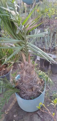 مشتل نجم • الصويرة • فسائل نخيل