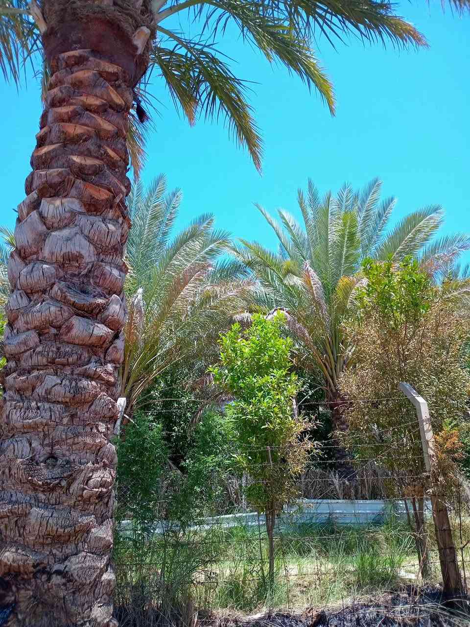 1325 متر طابو نموذج السند 25 تحويل اسهم وجه 60 × 22 مشجره نخيل خدمات 
كامله كهرباء خطين ذهبي ماء اساله موقع جيد تبليط مسافه قريبه ترهم دار للأستراحة 
***********
***********
