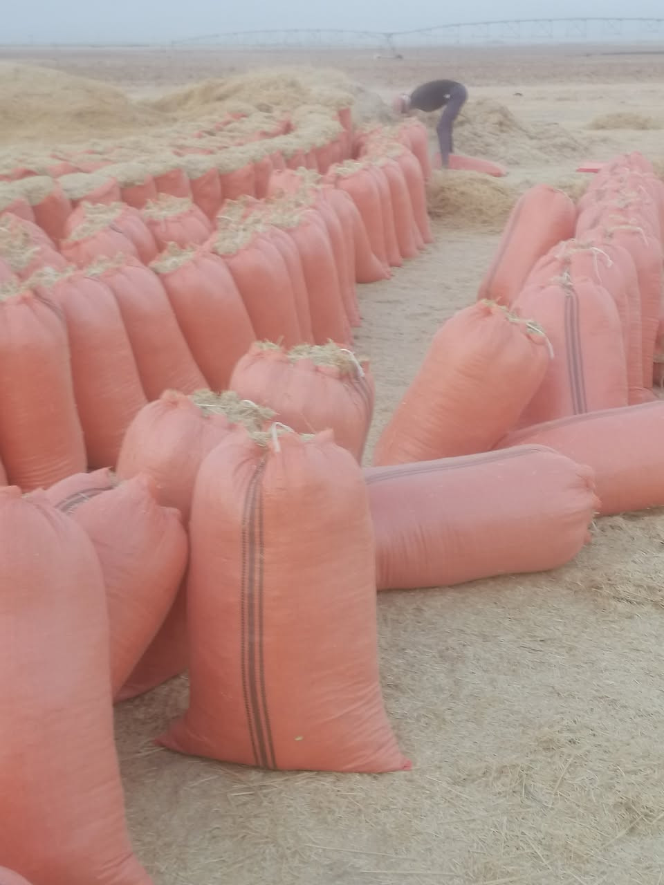 اسلام عليكم يوجد لدينا تبن درجه اولى كيس حجم 60 للبيع سعر الزوج 3ونص وبي مجال وتوصيل مجاني الدجيل بلد يثرب الضلوعيه السحاقي لتواصل عل رقم الهاتف *********** واتصل ودلل
