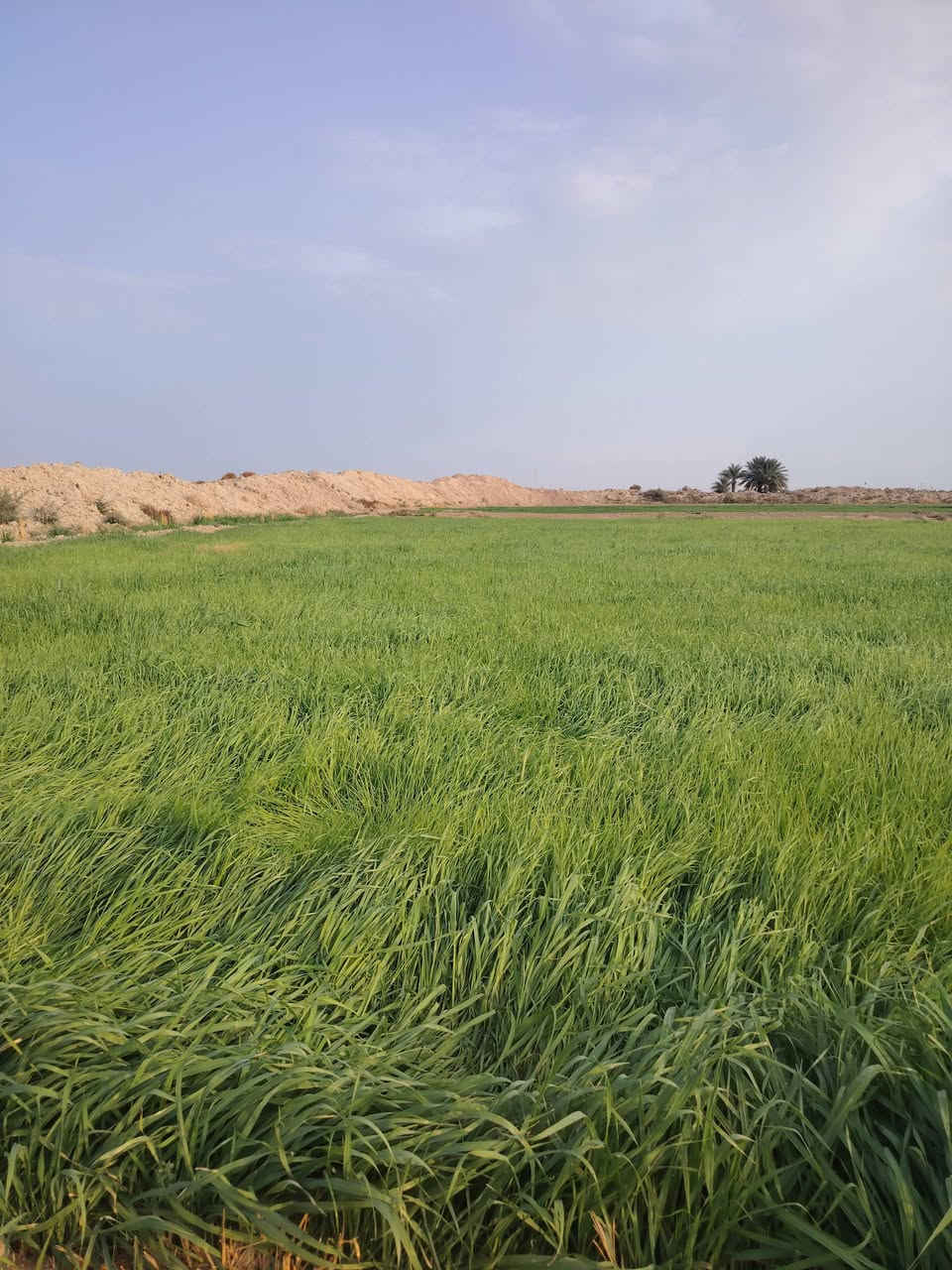 شروه البيع 41 دونم كله ضاربه نايمه كله مكانه طريق سيد أحمد رفاعي صيطرت العتول مايه ابيها وماطور هم شقله ماي الحلال هاي صورة قبل المطرة  التصال***********
