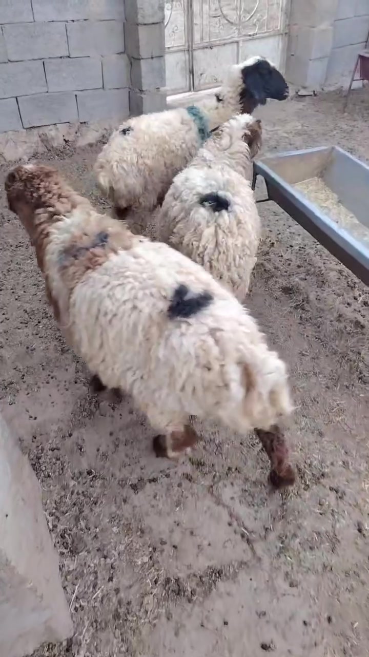3فطايم أي استفسار هذه رقمي ***********
