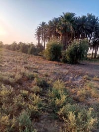 دونمين وربع طابو سند 25 ع طابو المحموديه متوفر ماء وكهرباء وتبليط قريب...
