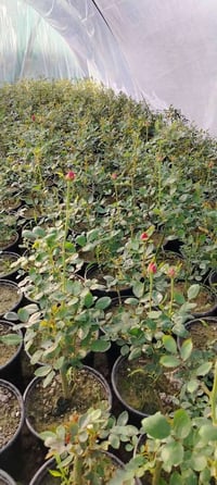 ورد جوري • ورد سلطاني • حله طرق النجف