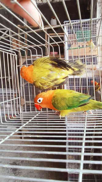 السلام عليكم 
زوج كرين ايونج امايات وجاهزات
السعر 40الف لان.نثيه تك عين مثل مواضح بس ممأثر ع تزاوج 
إنتاج عراقي 
مكاني الزعفرانيه 
اكو توصيل 
***********
