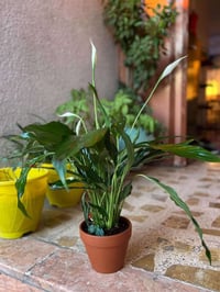 شِراع السلام – حجم كبير | مع سندان فخار أنيق 🤍  إذا تدورين على نبتة تع...