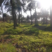 الماجديه أم البطوط • شاطيه • جاهزة زراعة