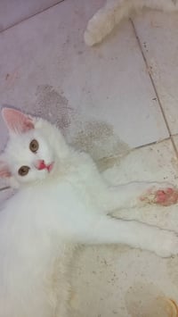 للبيع • حيوانات • صغار • امهات • سماوه • مواليد • للبيع في سماوه