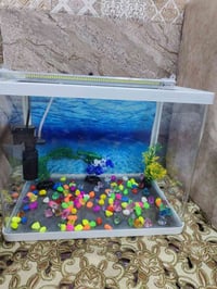 حوض سمك • ملاحقته كاملة • نجف حي الجامعه