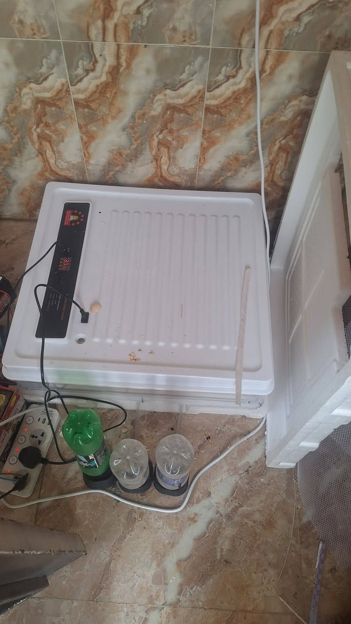 فقاسات ثنين وحدة تشيل 140بيضة والثانية تشيل 75بيضة وشرط التفقيس وياهن باتريات وشاحانات يعني بس يحط بيض للبيع ***********
