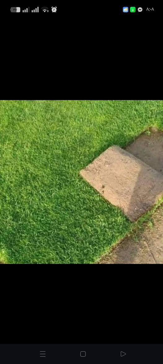 ثيل هندي بأفضل الأنواع مع خدمات توصيل لجميع محافضات العراق للتواصل على الرقم ***********
