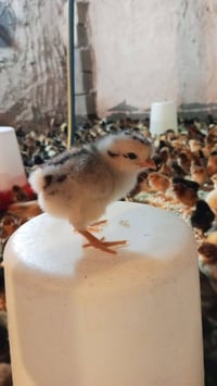 افراخ عرب العمر 3يام التك الف دينار العنوان بغداد المشاهده  يوجد توصيل...