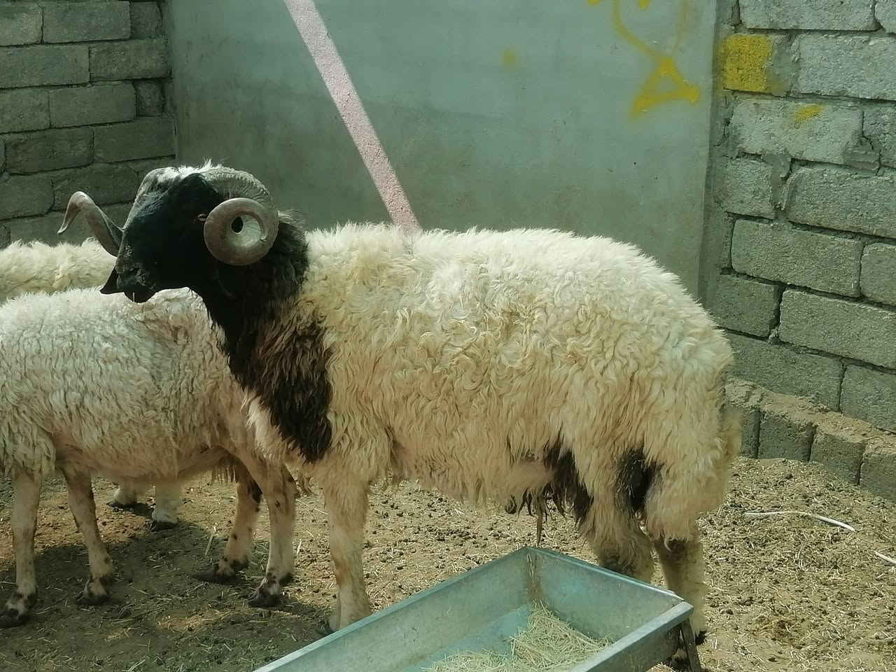 يوجد كركور ول نطاط شرط الفحل العنوان بيجي***********
