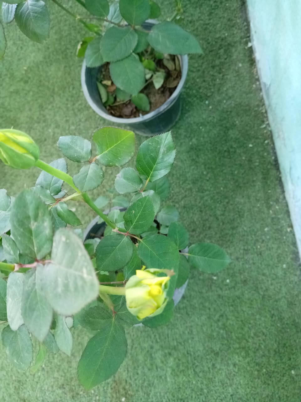 مثل ماعودناكم زبائننا الكرام وصباحكم  جميل
ألان #وصول وجبه من النباتات الضليه والشمسيه 

كل ماهو جديد وغريب تجدونه لدى مشتل حدائق اهلنه   
شراح مائي،
جوري احمر دائمي ايراني
جوري اصفر ايراني
كلانشو اصفر
بنت القنضل
دنفاخيا
لبلاب مرمري
لبلاب عادي
للاستفسار مراسله الواتساب . ***********

يوجد لدينا خدمه توصيل ناحية الحمزة فقط🚐 

يوجد كادر تنضيف وزراعه

العنوان بابل الحمزه الغربي ع 

حي الحسين قرب عباس برهي للجمله 

 مقابيل مدرسة المكرمه 

زيارتكم تشرفنا
