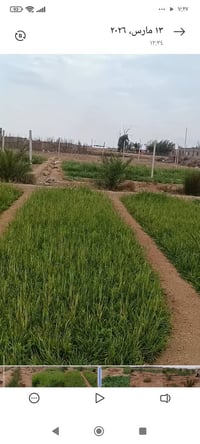 الزبير منطقة الدواجن • ٣دونم • ماء ارتواز