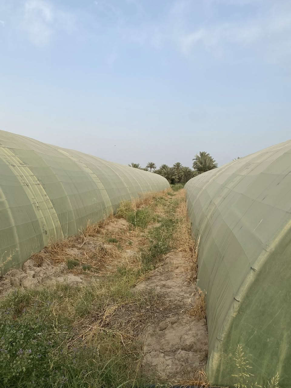 للبيع بيوت زجاجية عدد 4 بيوت مخصصة لزراعة الخيار والخضروات 🌱
✔️ الطول الرسمي 56  
✔️ العرض 9  
✔️ نايلون سعودي أصلي 200 مايكرو  
✔️ مستخدم موسم واحد فقط  
✔️ الحديد درجة النظافة ممتاز جداً  
✔️ النوعية الأصلية الأولى – الأردني الأول  
✔️ كاملات مع جميع مستلزماتها والحديد كامل
عنوان بابل مسيب 

للناس اللي تعرف بالشغل الزراعي… هاي فرصة حقيقية للي يريد يبدأ أو يوسع مشروعه بأفضل المواصفات وبحالة ممتازة جداً 👌

الشغل مرتب وجاهز مباشرة، والنوعية تتكلم عن نفسها.

📞 للاستفسار والتفاصيل التواصل خاص أ
@إشارة ***********
