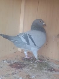 متاح طيرة وفحل بس بعدهن ممزاوجات لعدم احراج   الفحل موديل 23بطويرني قل...