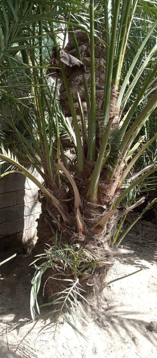 السلام عليكم
يوجد فسيل خضراوي للبيع 
العدد 26 فسيله 
المكان ابو خريبيش 
الاستفسار ***********
اتصل وتدلل ...
