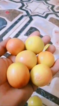 تطعيم • انسب الاسعار • نهاية نيسان