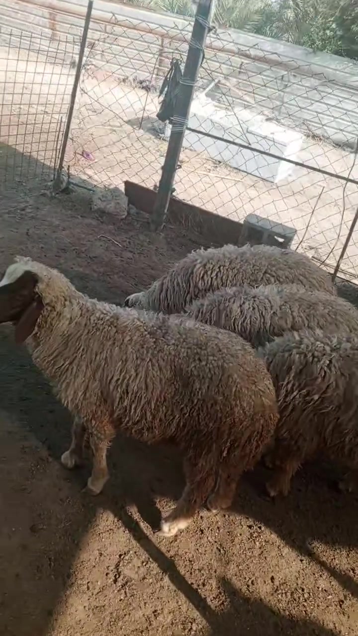 طليان مال كصابه للبيع سعر الواحد 450 رقم ***********
