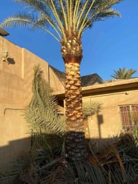 تكريب نخل • سامراء • نخلة بالحديقة