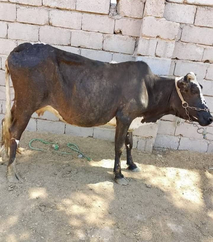 اللهم صلي على محمد وال محمد 
للبيع لجاب العدد 2 فريزيات مشروطات 
شرط جني وصحا ونصاحه  سعر الزوج 2550وبيهن مجال 
 
المكان بابل   ***********
