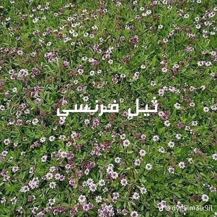 سلام عليكم متوفر ثيل هندي و أمريكي و فرنسي و إيطالي متوفر كوادر تجهيز ملاعب دوائر حكومية منتزه وحدائق و يوجد توصيل مجاني لجميع محافظات العراق 
يوصلك الطلب خلال 24 ساعة انتصل على الرقم *********** و مراسله واتساب
