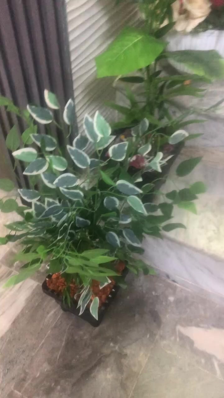 للبيع كل سبعه ب٥٠بغداد الشعب اترجاكم الشراي يجي خاص واني هنا اكتب الكم اجوبه اسألتكم الزرع صناعي وقفلهن سبعه ب٥٠المكان بشعب اكو كبار اكو صغار ثخينات جدا لان هواي يسالون وياخذون وقت وتالي ميشترون او يحجزون وميجون اعتذر منكم بس وقت ماعندي كل التفاصيل موجوده


**إذا كنت صاحب هذا الإعلان وتريد حذفه لأي سبب، رجاءا أرسل رسالة إلى الدعم الفني**