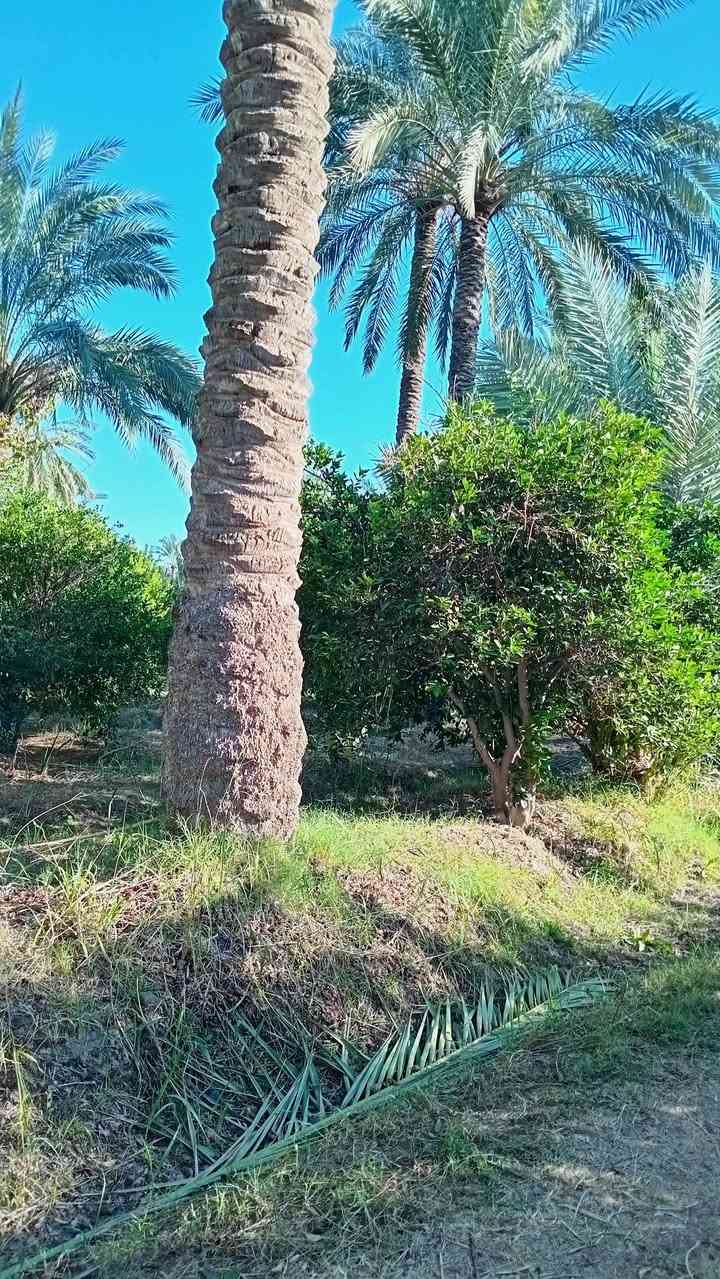 1150 متر طابو زراعي سند 25 تحويل مباشر بائسم المشتري وليس اقرار محكمة 
واجه 30 م ... بستان مشجره جميع الحمضيات والنخيل 
خدمات كامله كهرباء خطين ما اسله ماء سقي من نهر دجلة مباشر أسواق مدارس 
موقع راقي ترهم دار للأستراحة العنوان بغداد الراشدية قرب مزرعه عدنان 
***********
