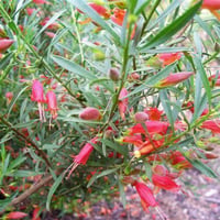 مشتل بيروميا  🌿 توفرت شتلات الفوشيا الأسترالية 🌺🔥 Eremophila decipiens...