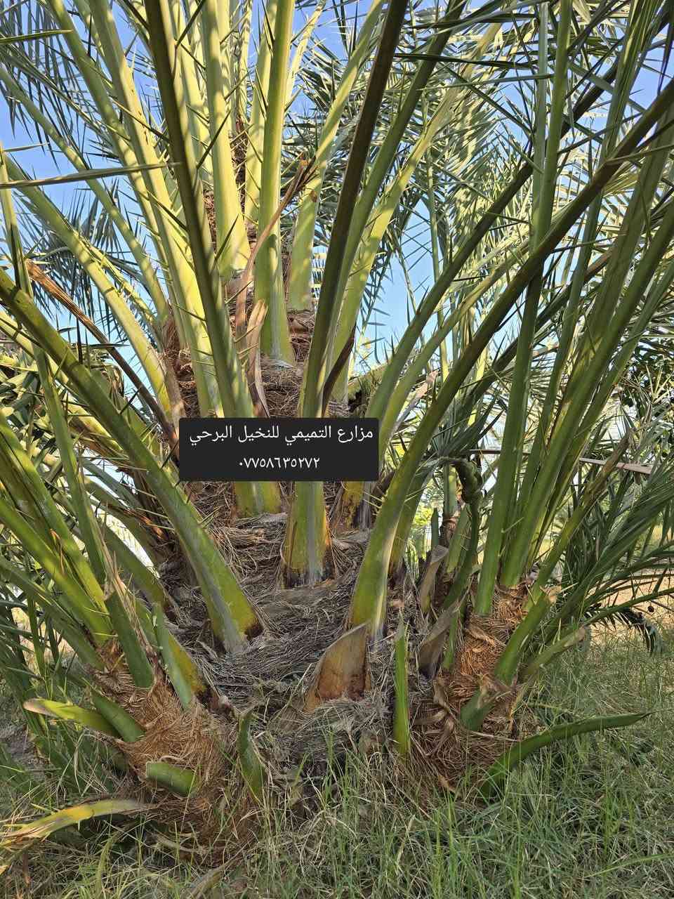 ((يتوفر لدينا)) برحي حر.. سعر (100) الف 🌴🤲 .مخليلك عثك حته تتأكد من الصنف .(التميمي رقم واحد بلعراق للبرحي الحر  .🌴🤲🫡  ))
وصل ضمان للثمر يضمن حقك وحقي . 🤲🫡
وهاي امانت الله ورسوله 🤲🫡 
.تكدر تجي كل الهله بيك متكدر تجي نوصل النخل الباب البيت يوجد كادر مختص نقل وشتال وتجهيز المزارع ودوائر دوله 🌴🤲🫡
التميمي خادم الإمام الحسين وأهل  البيت(ع) مزرعت الإمام الحسين(ع)🤲
(*********** )/واتساب أو اتصال 🤲
أنسب ( ألاسعار ) يم / ( التميمي )🫡🤲 
سعر الفسيله البرحي الحر (100)الف 🤲 
(((العدد مفتوح )))🫡🤲🌴
((أكل واشلع ولاتظل خمس سنين تقلق))
(*********** )/واتساب أو اتصال 🤲
أرخص واحد ابيع بسوك اني خلي الفقير ولماعنده يشتري الميعجبه يعبر المنشور مزرعتي وبكيفي ابيع 🫡🤲 
مزارع  الإمام الحسين (ع)🤲 
(((قاهر لسعار))) 🫡🤲🌴
والنخله صدقه جاريه في كل مكان . 
((أبو الفقراء اني ٠🫡  ))
توصيل موجود  حته لو وحده توصيل يوجد كادر مختص نقل وشتال وتجهيز المزارع ودوائر دوله تريد تجي مليون هله بيك وصل ظمان للثمر . نصيحه احسن وكت شتال حالين الي ميعجبه يعبر المنشور مزرعتي وبكيفي ابيع 🫡
اخوتي الأعزاء السلام عليكم ورحمة الله وبركاته تتوفر فسائل برحي حر حر حر من برحي أبي الخصيب 🤲🌴
🤲ياشيعت علي (ع) التقو الله وي العالم بسعار النخيل تره اكو عالم ماعده مكانيه تشتري نخل الي يشتغل عماله ولي عنده رعايه شوفو الناس الله يشوفكم الطمع مو زين والفلوس وصخ دنيه تره تاليتك بحفره كبرهه متر متاخذ وياك بس اعمالك وجفن لابيض  وشكبرهه من واحد يترحم لهلك وابن الخير بين تره / نزلو السوك متخسر شي اذا بعت البرحي ب(100)الف /أو نطيت ثواب لهلك او بثواب الإمام الحسين وأهل البيت                           
.(العنوان واسط). 
مزارع التميمي للنخيل البرحي 
(***********)/واتساب أو اتصال ومن الله التوفيق 🤲 ((ابو الفقراء )).
