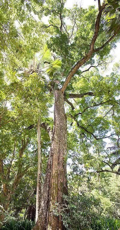 مشتل بيروميا 🌿
توفرت شتلات شجرة الماهوكني الأفريقي

S. wietenia mahogani ✨🌳

💰 السعر: 10 آلاف

📏 الارتفاع: من 60 إلى 70 سم تقريباً

🚚 التوصيل: متوفر إلى جميع المحافظات

🌿 المواصفات:

▪️ من الأشجار الفخمة والنادرة جداً

▪️ أول مرة تتوفر بهذا الحجم والجودة

▪️ تمتاز بسرعة نموها وجمال أوراقها اللامعة

▪️ تعتبر من أفضل أشجار الظل والزينة الراقية

▪️ خشبها معروف عالمياً بالقوة والفخامة

☀️ التحمل:

▪️ تتحمل الأجواء الحارة والشمس

▪️ مناسبة للحدائق والمزارع والبيوت الواسعة

💚 الفوائد:

▪️ تعطي منظر ملكي وفخم للمكان

▪️ تكبر لتصبح شجرة عملاقة وجذابة

▪️ تضيف ظل ممتاز ولمسة استوائية مميزة

▪️ من الأشجار المطلوبة والنادرة عند محبين النباتات النادرة 🌴✨

📞 للحجز والاستفسار: ***********

مشتل نباتات نادرة 🌱

نوفر لكم النباتات والأشجار المميزة والنادرة دائماً ✨
