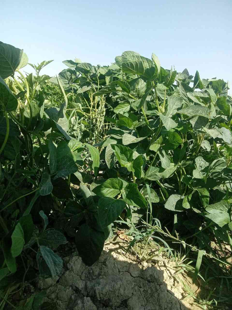 سلام عليكم اخواني المزارعين
محصول فول الصويا   محصول مهم يدخل في
جميع انواع الاعلاف.. لانه غنيه بالبروتين
ولديه جودة عالية   وكذلك مخلفات المحصول )(التبن) 
يعتبر  احسن الأنواع للحيوانات َ..  علما يتم زراعه المحصول
ابتداء من الشهر الخامس إلى شهر السابع..  لدينا خبرة 
ثلاث سنين في زراعة وإنتاج فول الصويا..  البذور موجودة
لدينا من أحسن البذور الموجودة في العراق حاليا
..  اي فلاح يرغب بزراعه المحصول..   يمكنه التواصل معنا
***********..  نزوده بالبذور وكيفية زراعته وحصاده
