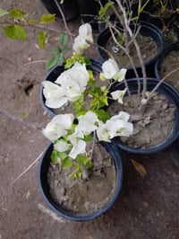 ماشاء الله مسواك اليوم يوجد توصيل 07804608416