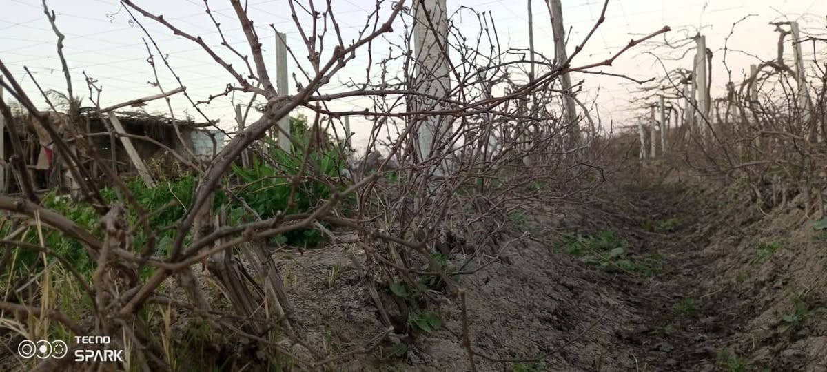 بيش عنب+اسود +زيتوني حلواني+ اتصال ‏‪***********‬‏
